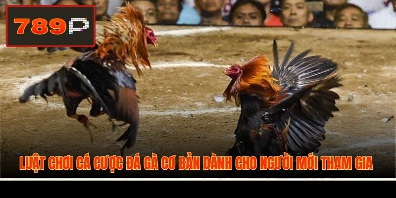 Luật chơi cá cược đá gà cơ bản dành cho người mới tham gia